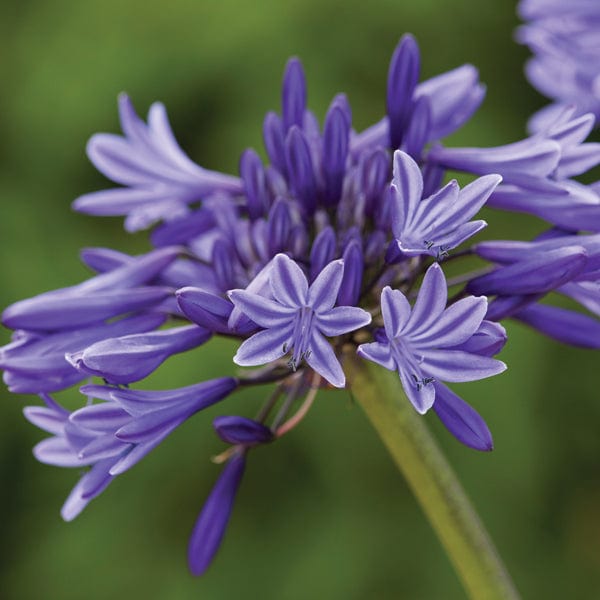 Agapanthus Navy Blue Plant