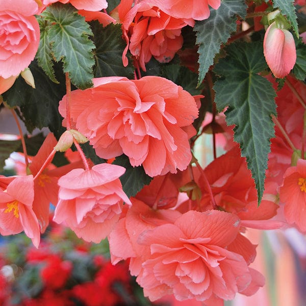 Begonia Illumination Salmon Pink F1 Flower Plants