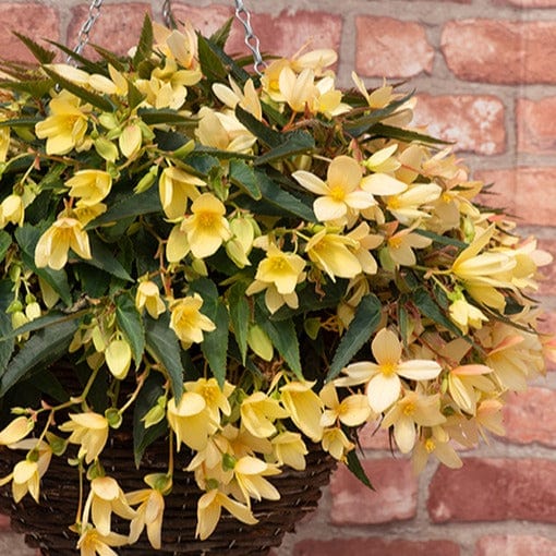 Begonia Starshine Yellow