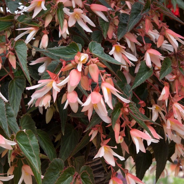 Begonia Starshine Appleblossom