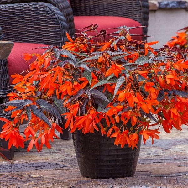 Begonia Starshine Bronze Papaya