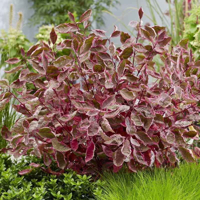Cornus alba Miracle Shrub Plants