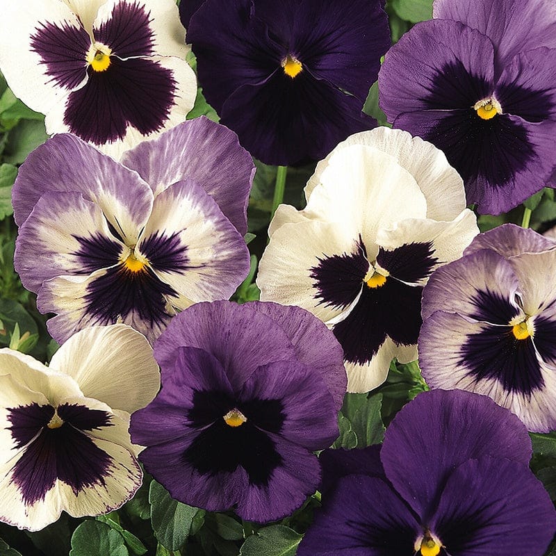 Pansy Matrix Mix Ocean Breeze Flower Plants