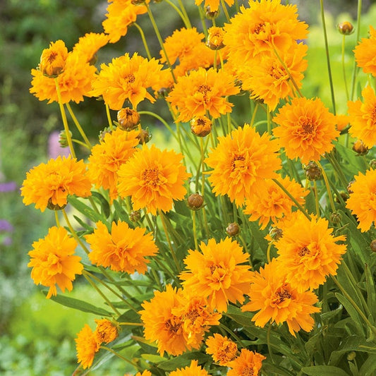 Coreopsis Early Sunrise