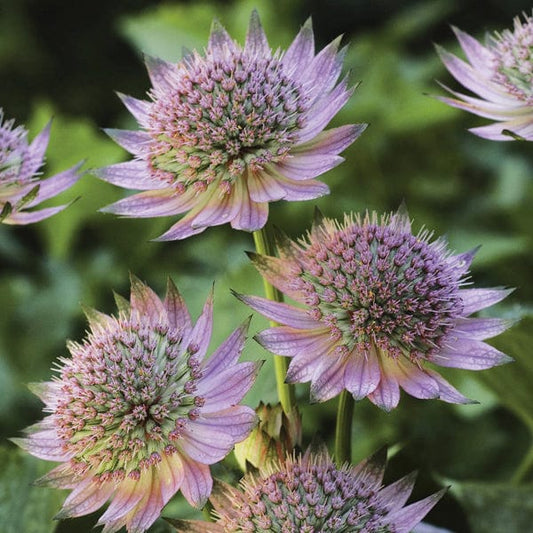 Astrantia Florence Plants