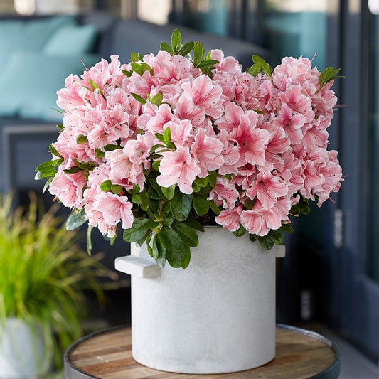Azalea Encore Autumn Sunburst Shrub Plant
