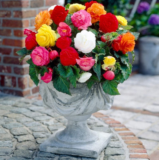 Begonia Non-Stop Mixed F1 Flower Plants