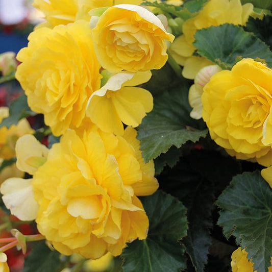 Begonia Illumination Lemon F1 Flower Plants