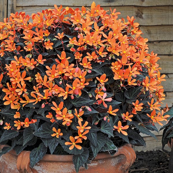 Begonia Glowing Embers Flower Plants