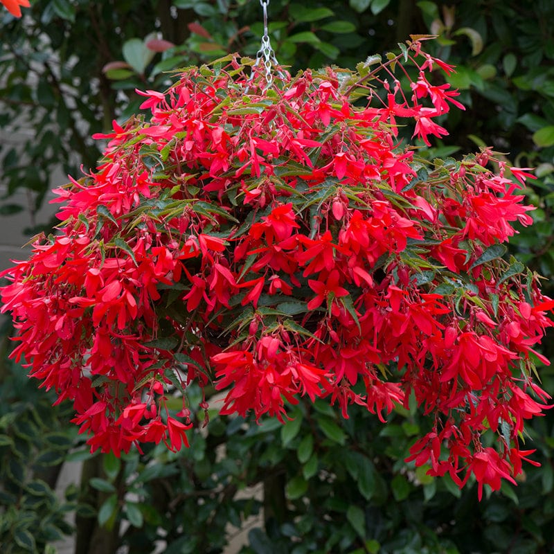 Begonia Starshine Bronze Red