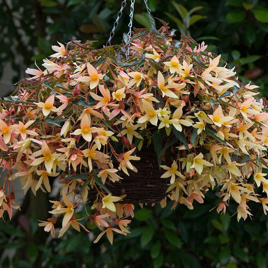 Begonia Starshine Yellow