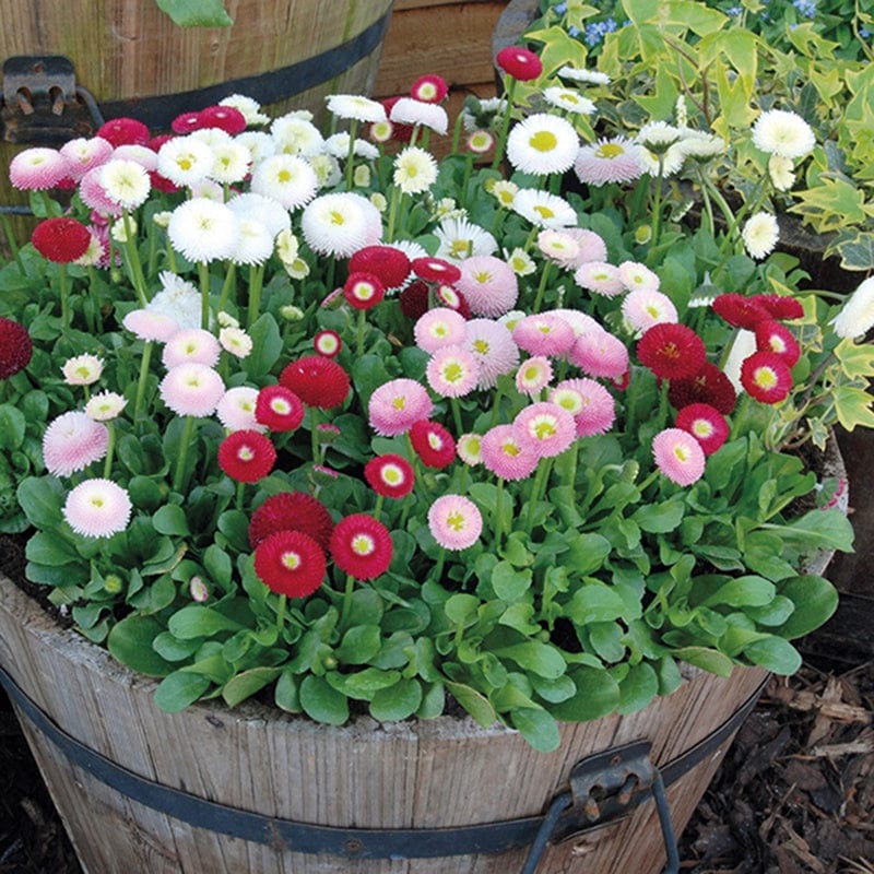 Bellis Bellissima Mixed Plants