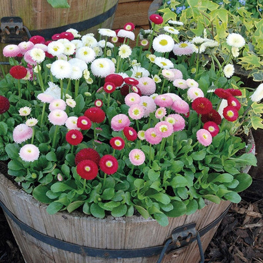 Bellis Bellissima Mixed Plants