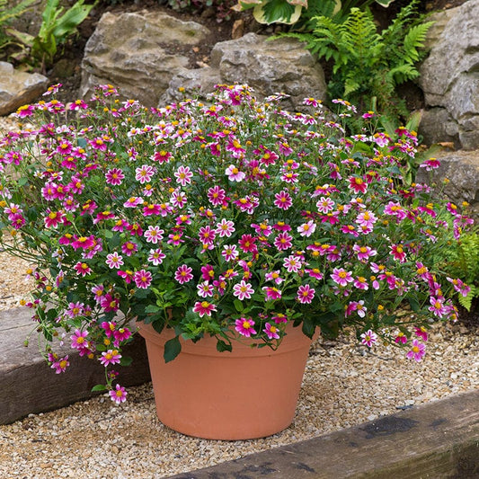 Bidens Firelight Flower Plants