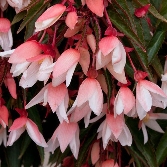 Begonia Starshine Appleblossom