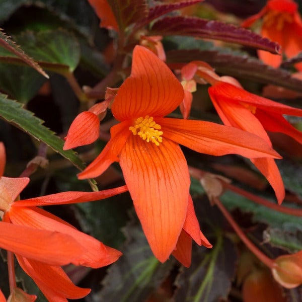 Begonia Starshine Bronze Papaya