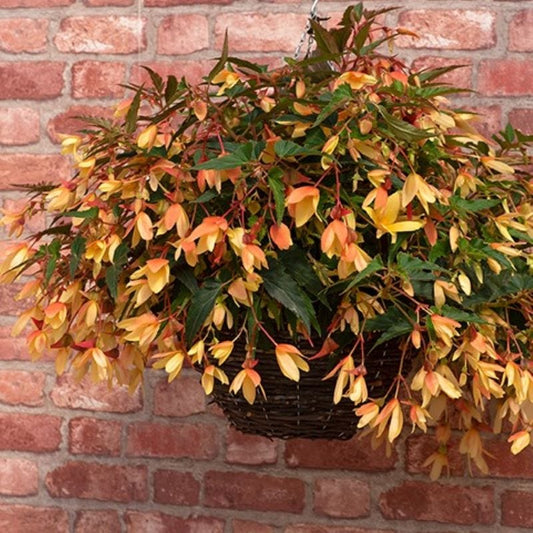 Begonia Starshine Calypso