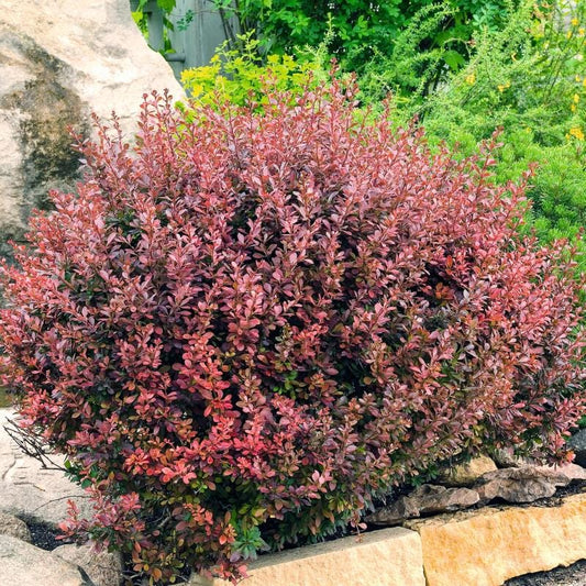 Berberis thunbergii Atropurpurea Shrub Plants