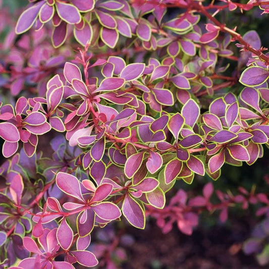 Berberis thunbergii Golden Ring Shrub Plants
