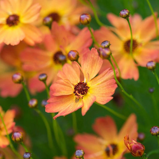 Coreopsis lanceolata Mango Punch Flower Plants