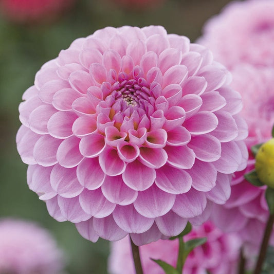 Dahlia Wizard of Oz Flower 3 ltr Potted Plant