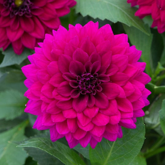 Dahlia Maxi Castilo Flower Plants