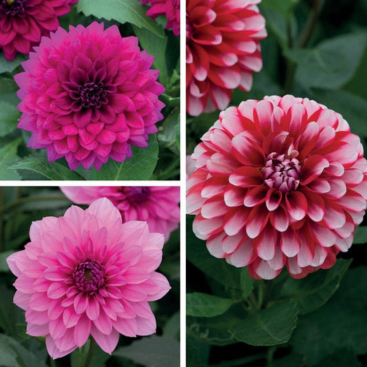 Dahlia Maxi Flower Plant Collection