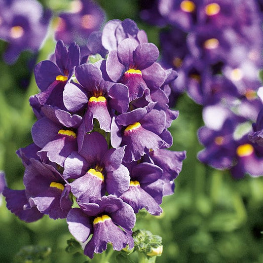 Nemesia Karoo Dark Blue Flower Plants