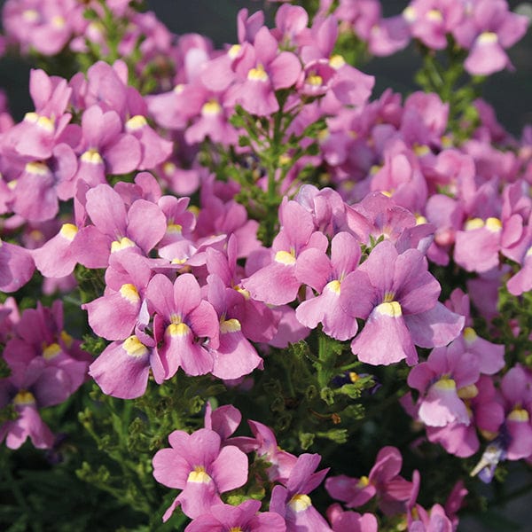 Nemesia Karoo Pink Flower Plants