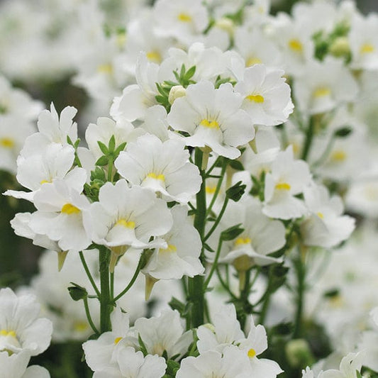 Nemesia Karoo White Flower Plants