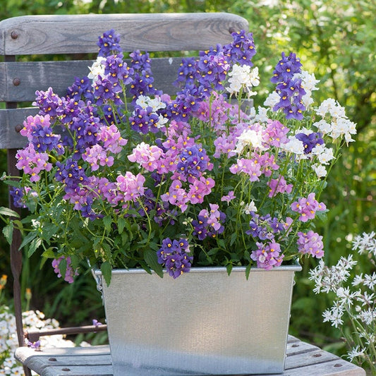 Nemesia Karoo Flower Plant Collection