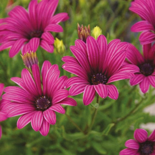Osteospermum Tresco Purple Flower Plants