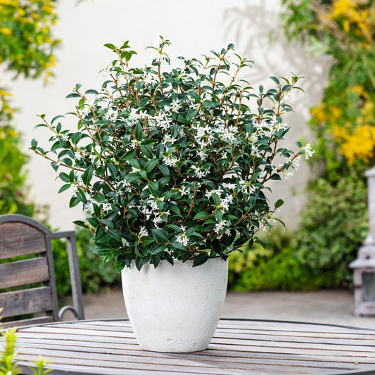 Osmanthus x burkwoodii