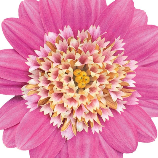 Osteospermum 3D Pink Bicolour