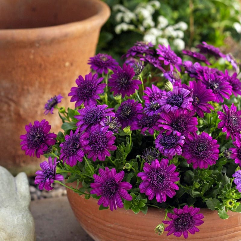 Osteospermum 3D Double Purple