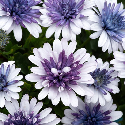 Osteospermum 3D Blue Steel