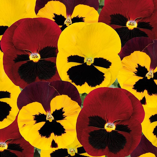 Pansy Matrix Mix Autumn Blaze Flower Plants