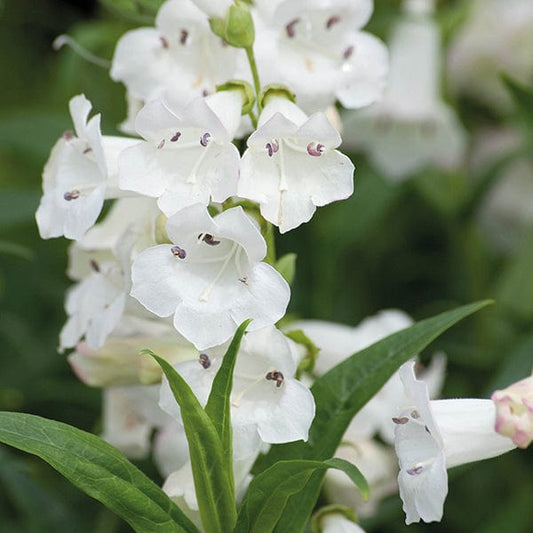 Penstemon Snow Storm Flower Plants