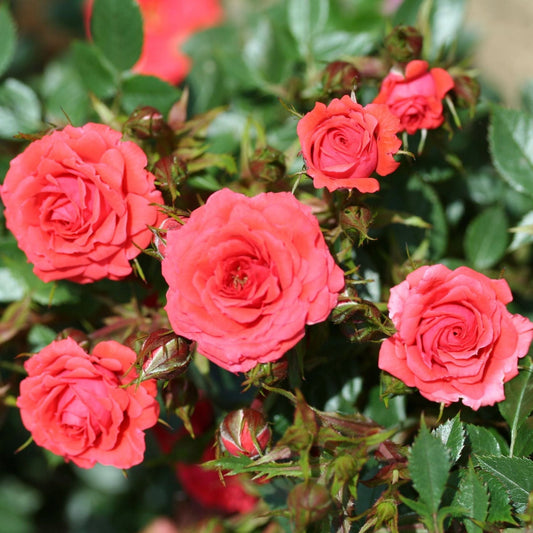 Rose Birthday Wishes (Patio Rose) Plants