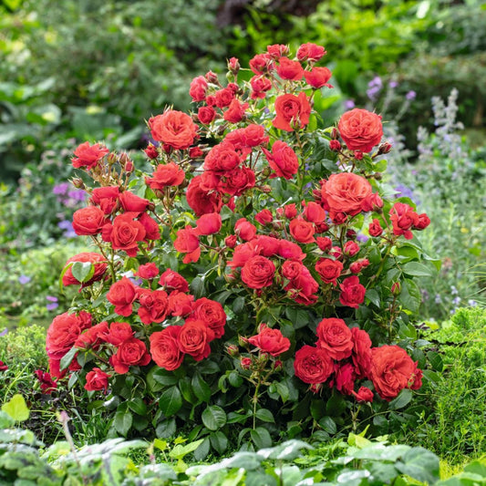 Rose Cherry Girl (Bush Rose) Plants