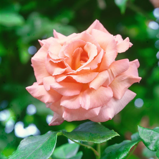 Rose Compassion (Climbing Rose) Plants