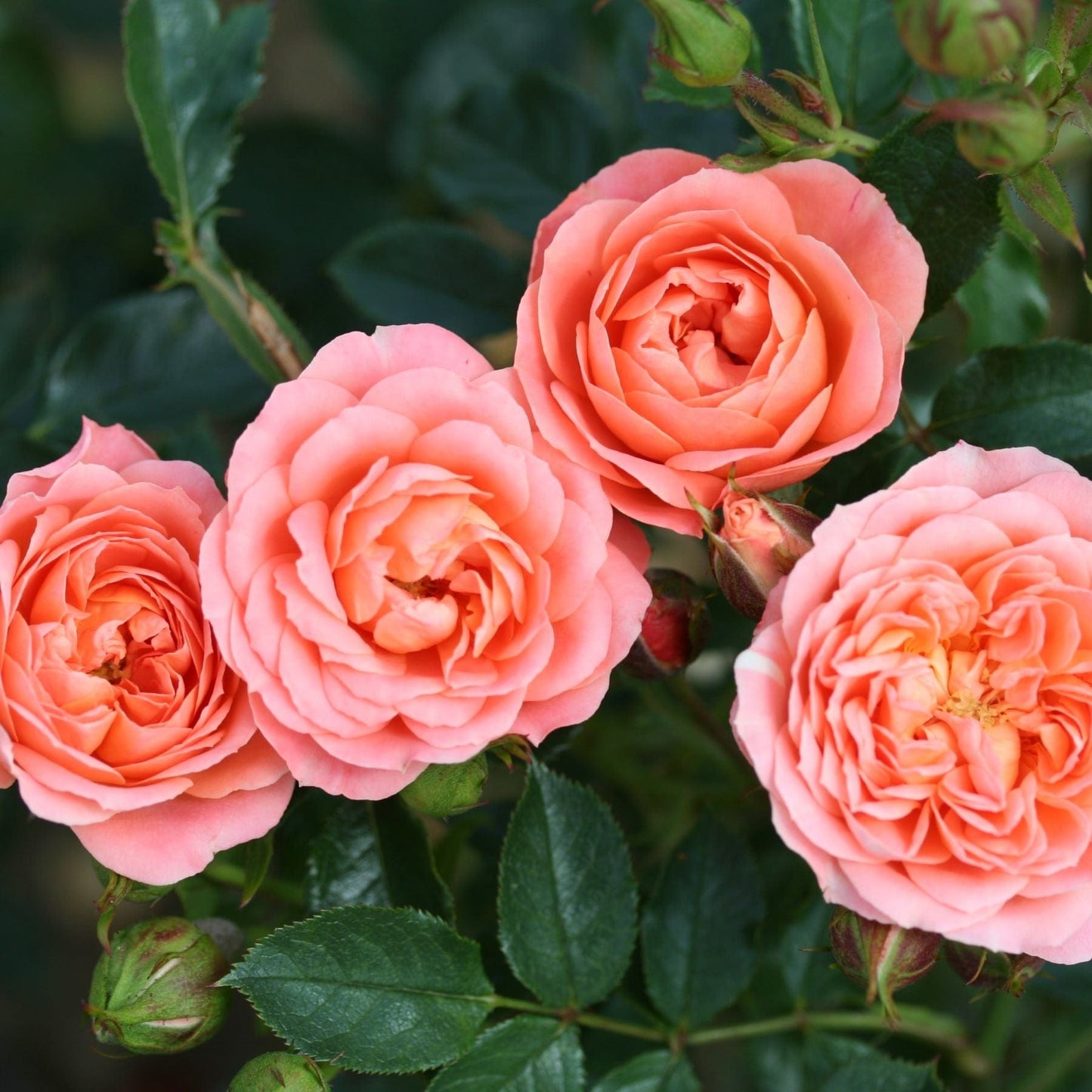 Rose Sweet Wonder (Patio Rose) Plants